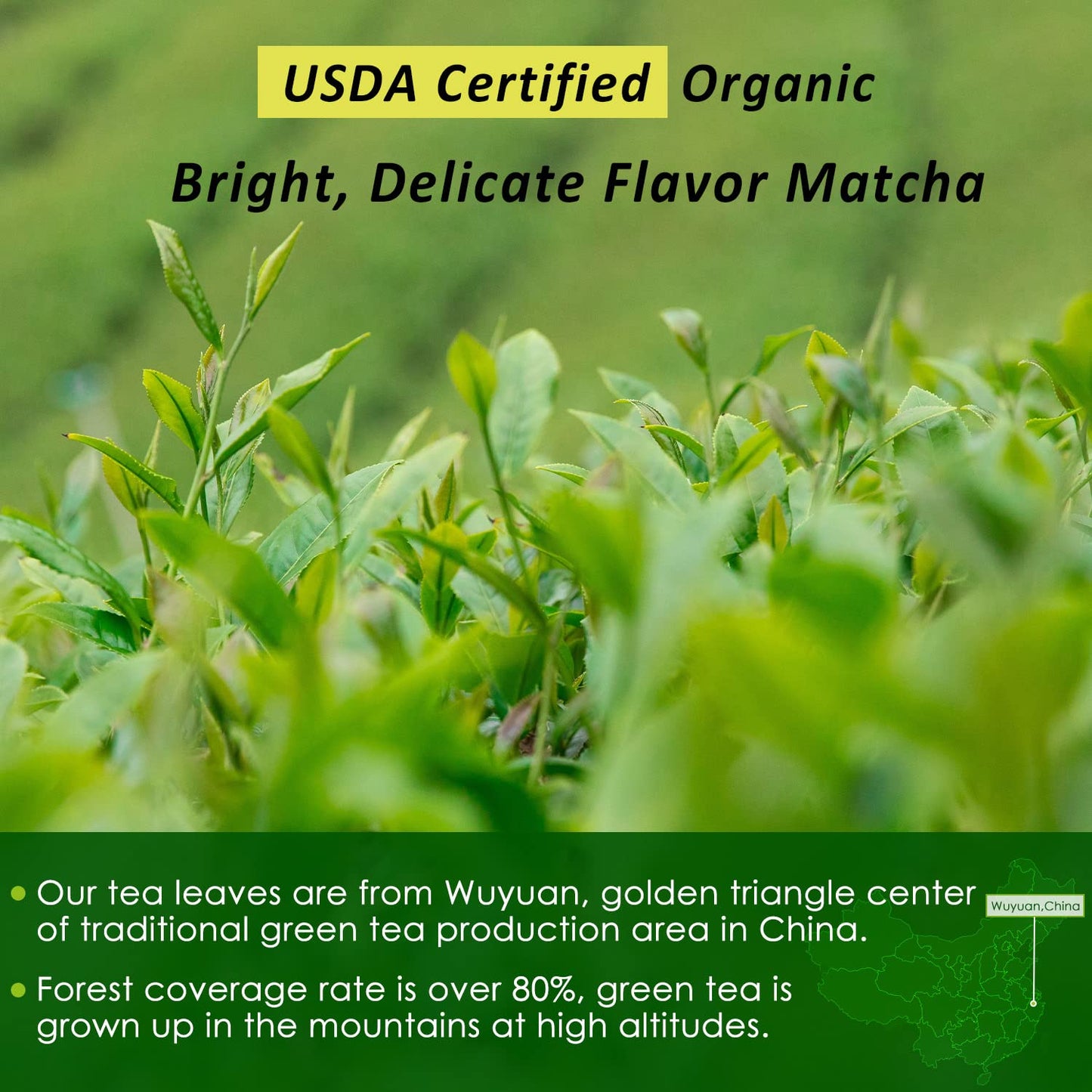 Matcha Powder 1 Lb - USDA Organic Matcha Green Tea Powder Premium Grade Matcha 1St Harvest Pure Matcha 16 Ounce